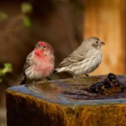 Santa Fe house finches Janie Chodosh talk