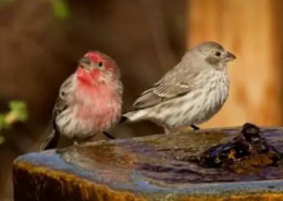 Santa Fe house finches Janie Chodosh talk