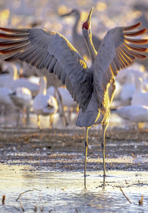The Fall Migration